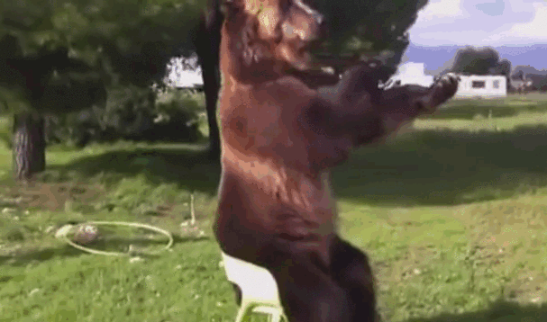 Gif Dump - Part 34. Previous dumps 33: /Gif+dump+part+33/funny-gifs/5540438/ 32: /Gif+dump+part+32/funny-gifs/5533597/ 31: /Gif+dump+part+31/funny-gifs/5525943/