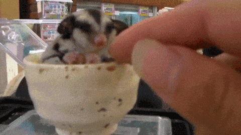 Gif Dump - Part 24. They are all gif's! The 'play-the-gif' is a new feature! Previous jumps: 23: /Gif+dump+part+23/funny-gifs/5483181/ 22: /Gif+dump+part+22/fun