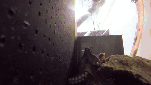 Gif Dump - Part 22. Previous dumps: 22: /Gif+dump+part+22/funny-gifs/5466544/ 21: /Gif+dump+part+21/funny-gifs/5461505/ 20: /Gif+dump+part+20/funny-gifs/5457947