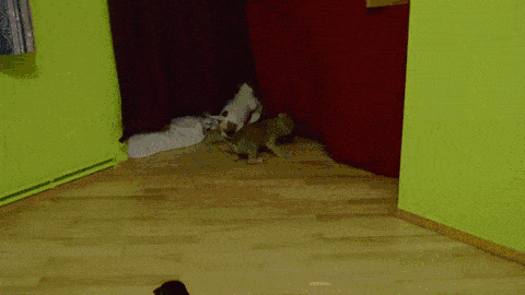 Gif Dump - Part 28. Sorry for the many pussy this time, I'll do more weird japan sht the next time! Previous dumps: 27: /Gif+dump+part+27/funny-gifs/5504396/ 26