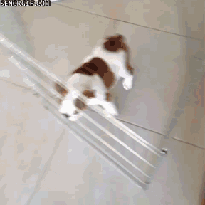 Gif Dump - Part 36. Wtf Japan.. source is Mirror's Edge. Previous dumps 35: /Gif+dump+part+35+asian+japanese/funny-gifs/5555182 34: /Gif+dump+part+34/funny-gifs