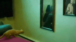 Gif Dump - Part 27. Woop woop! Happy Easter gais! Whoops, seems that I can add a comment, but not remove a gif.. Previous dumps: 26: /Gif+dump+part+26/funny-gif