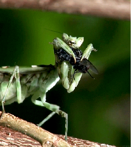 Gif Dump - Part 23. Previous jumps: 22: /Gif+dump+part+22/funny-gifs/5466544/ 21: /Gif+dump+part+21/funny-gifs/5461505/ 20: /Gif+dump+part+20/funny-gifs/5457947