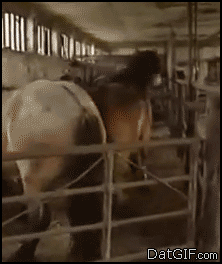 Gif Comp. You gonna get raped Mario Party in a nutshell Horse drifting because why not? Nothing to see here Literally scared the outta the dog lol MFW playing Q