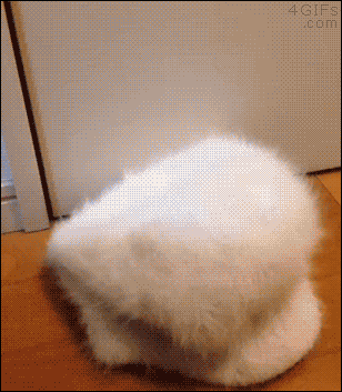 Gif Dump - Part 25. Previous dumps: 24: /Gif+dump+part+24/funny-gifs/5487487/ 23: /Gif+dump+part+23/funny-gifs/5483181/ 22: /Gif+dump+part+22/funny-gifs/5466544