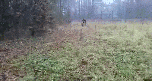 Gif Dump - Part 18. .. That first one