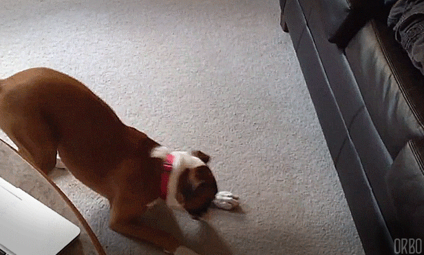 Gif Dump - Part 25. Previous dumps: 24: /Gif+dump+part+24/funny-gifs/5487487/ 23: /Gif+dump+part+23/funny-gifs/5483181/ 22: /Gif+dump+part+22/funny-gifs/5466544