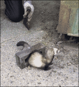 Gif Dump - Part 32. .. Monsoon be like