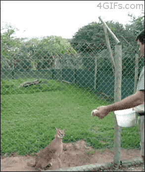 Gif Dump - Part 37. Previous dumps 36: /Gif+dump+part+36/funny-gifs/5562609/ 35: /Gif+dump+part+35+asian+japanese/funny-gifs/5555182 34: /Gif+dump+part+34/funny