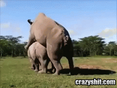 Gif Dump - Part 21. .