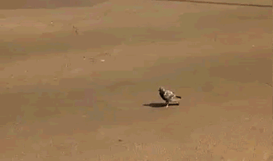 Gifs. Here are some gifs... What's the thing that stops the fire?