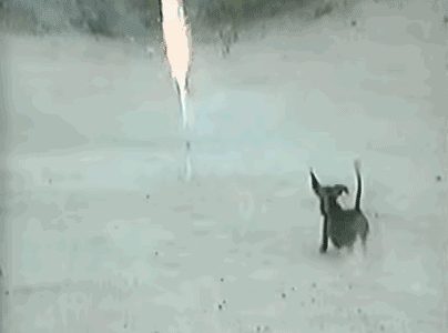 Glorious Animals the 3rd. .