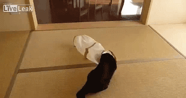 Glorious Animals the 2nd. .. DOUBLE KILL