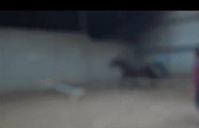 Glorious Animals the 2nd. .. DOUBLE KILL