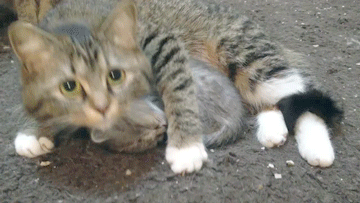 Glorious Animals the 4th. .. Such majestic creatures