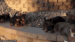 Glorious Animals. .. Such majesty