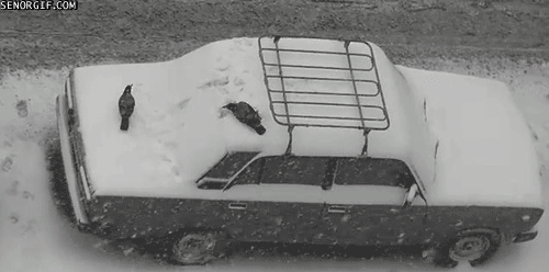 Glorious Animals the 2nd. .. DOUBLE KILL