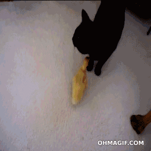 Kit-Kits. trying to see if FJ likes Kit-Kits or Doges better.