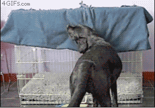 OMFG DOGS. omfgdogs.com/.