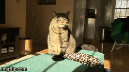 Slow+mo+cat+sneeze_ebbdbe_5477570.gif
