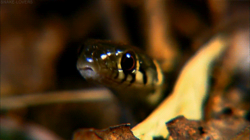 Snakes. .. The prince of darkness looks upon the two perfect, and pure angles. He leaps from his throne in hell and takes on the appearance of one of the most dangerous cr