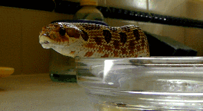 Snakes. .. The prince of darkness looks upon the two perfect, and pure angles. He leaps from his throne in hell and takes on the appearance of one of the most dangerous cr