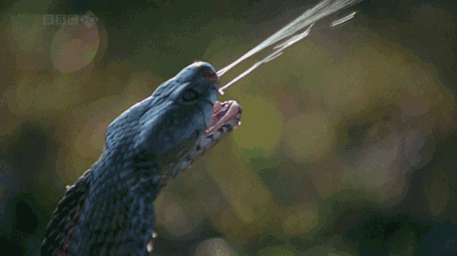 Snakes. .. The prince of darkness looks upon the two perfect, and pure angles. He leaps from his throne in hell and takes on the appearance of one of the most dangerous cr