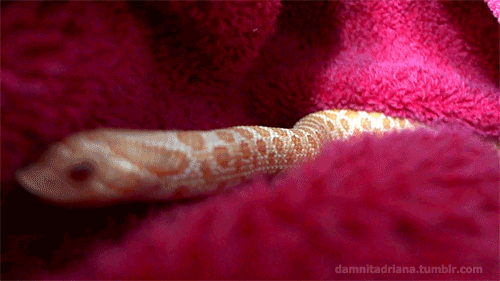 Snakes. .. The prince of darkness looks upon the two perfect, and pure angles. He leaps from his throne in hell and takes on the appearance of one of the most dangerous cr