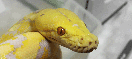 Snakes. .. The prince of darkness looks upon the two perfect, and pure angles. He leaps from his throne in hell and takes on the appearance of one of the most dangerous cr