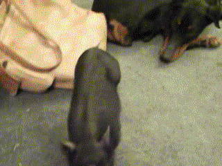 so many gifs. .. The pranks at the bottom are the best