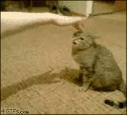 What+i+wanna+do+whn+i+m+pissed+off+angry+cats_4c2e2c_3589663.gif