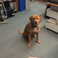 When+girls+flirt+with+me_310698_5409046.gif