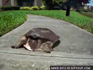[Bild: Who+said+turtles+were+slow+could+make+a+...842088.gif]