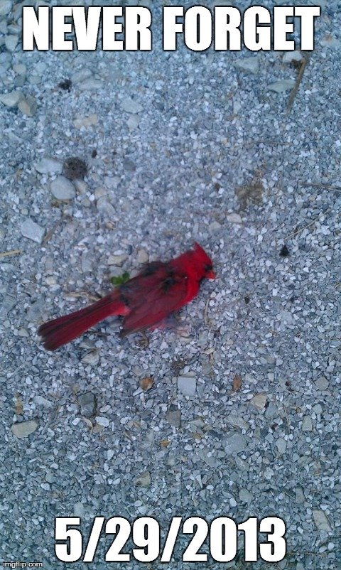 Can we make today a memorial day? desc Can we make today a memorial day? desc. I take three steps outside. This , out of no where, sprouts from the trees like a damn tree ninja and is looking pretty