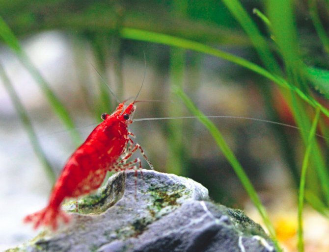 Comp Comp. Pineapple comp /Pineapple+comp/funny-pictures/5552765/ Shrimp comp /Shrimp+comp/funny-pictures/5552773/ Hanger comp /Hanger+comp/funny-pictures/55527