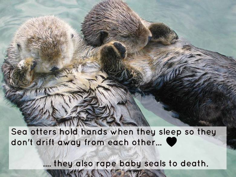 Cute? Think again Cute? Think again. Sea otters are awful. You've probably seen the image macros floating around Facebook, exclaiming over how they hold hands while they sleep to