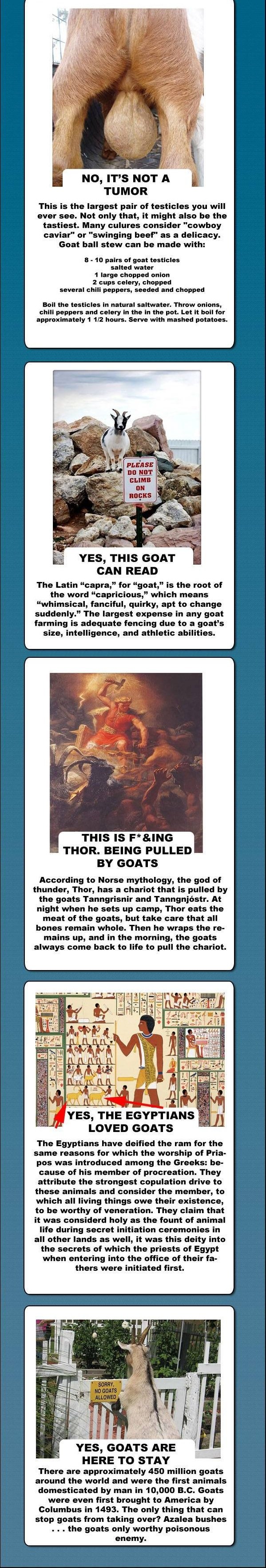 Goats. . NO, THIS IS NOT THE EYE OF HELL This is the eye oi the goat. And it' s the most _. ass eye available in nature. The horizontal slits give the goats 340