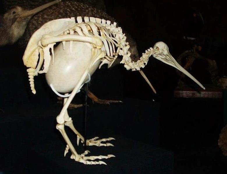 ouch!!!! ouch!!!!. The kiwi is a flightless bird found only in New Zealand. They're around the size of a chicken, and lay the largest eggs in relation to their body size