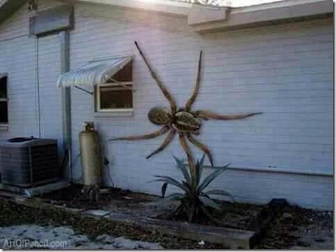 Saw this on my facebook Saw this on my facebook. No it is no painting. it's a new Spider call the Angolan Witch spider. they migrated from South America. they primarily eat dogs and ca