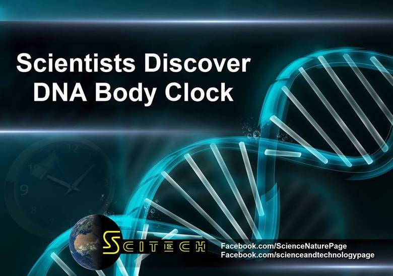 Scientists discover DNA body clock Scientists discover DNA body clock. www.sciencerecorder.com/news/researcher-uncovers-biological-clock-able-to-measure-age-of-most-human-tissues/ http://www.scie