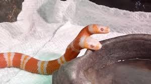 Snakes. .. The prince of darkness looks upon the two perfect, and pure angles. He leaps from his throne in hell and takes on the appearance of one of the most dangerous cr