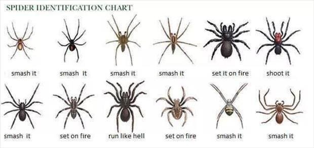 Spider+chart_244412_5327377.jpg