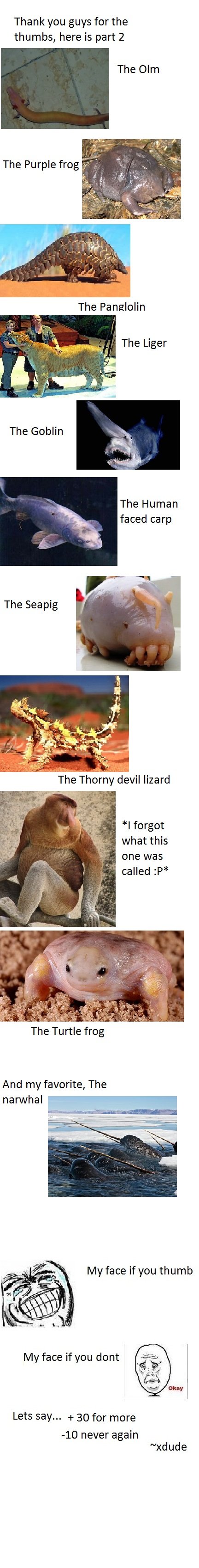 Strange animal comp pt 2 Strange animal comp pt 2. please check out for random funny pics<br /> cool keyboard comp : /funny_pictures/1626941/Cool+keyboard+comp/<br /> cool k