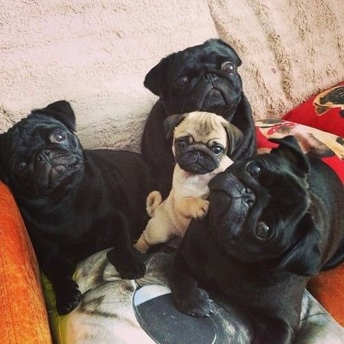 Suddenly: Pugs. .. Pugs are like if bread came to life