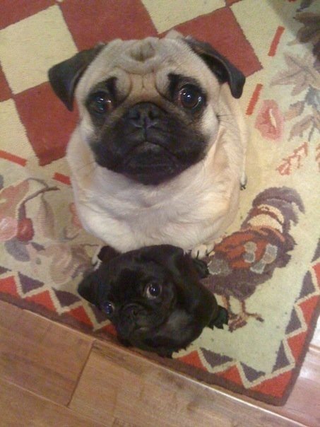 Suddenly: Pugs. .. Pugs are like if bread came to life