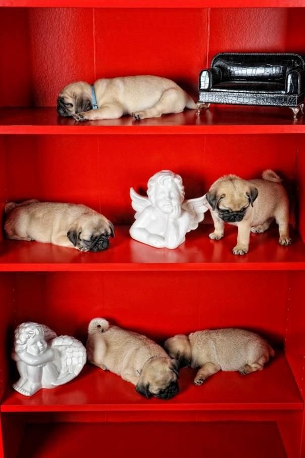 Suddenly: Pugs. .. Pugs are like if bread came to life