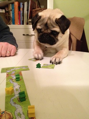 Suddenly: Pugs. .. Pugs are like if bread came to life