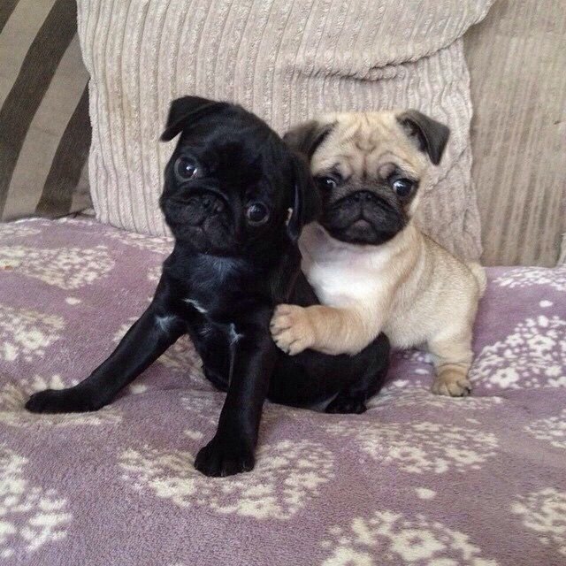 Suddenly: Pugs. .. Pugs are like if bread came to life