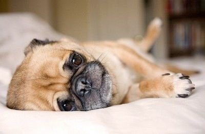 Suddenly: Pugs. .. Pugs are like if bread came to life