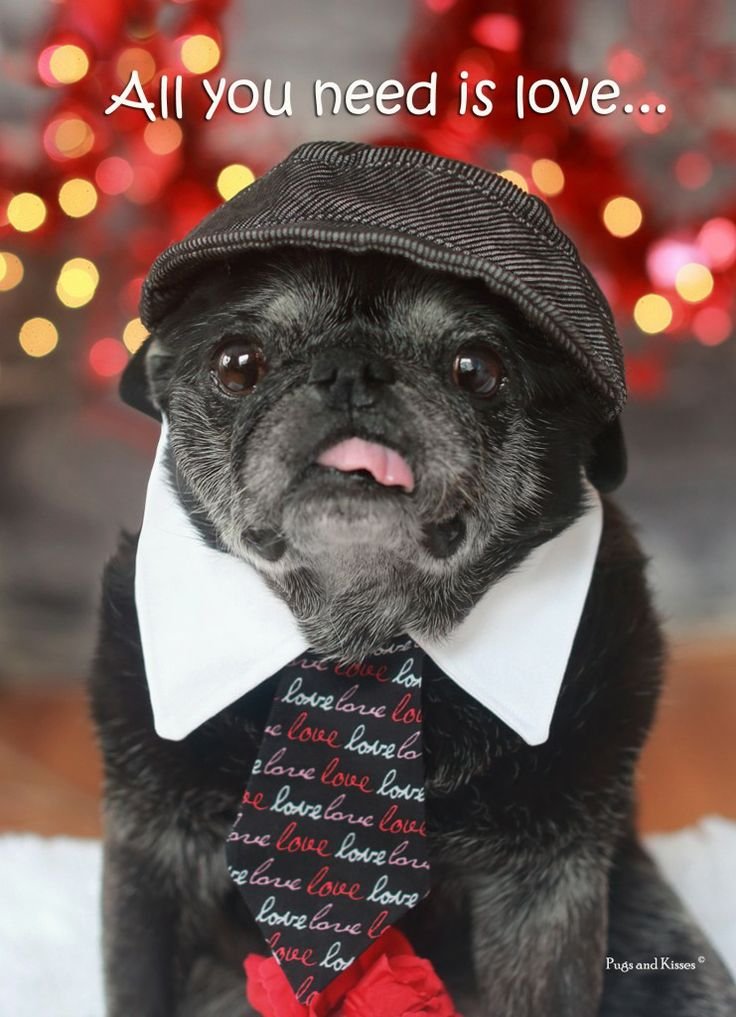 Suddenly: Pugs. .. Pugs are like if bread came to life